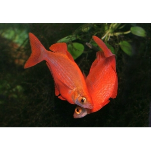 Rode Regenboogvis 6-7cm
